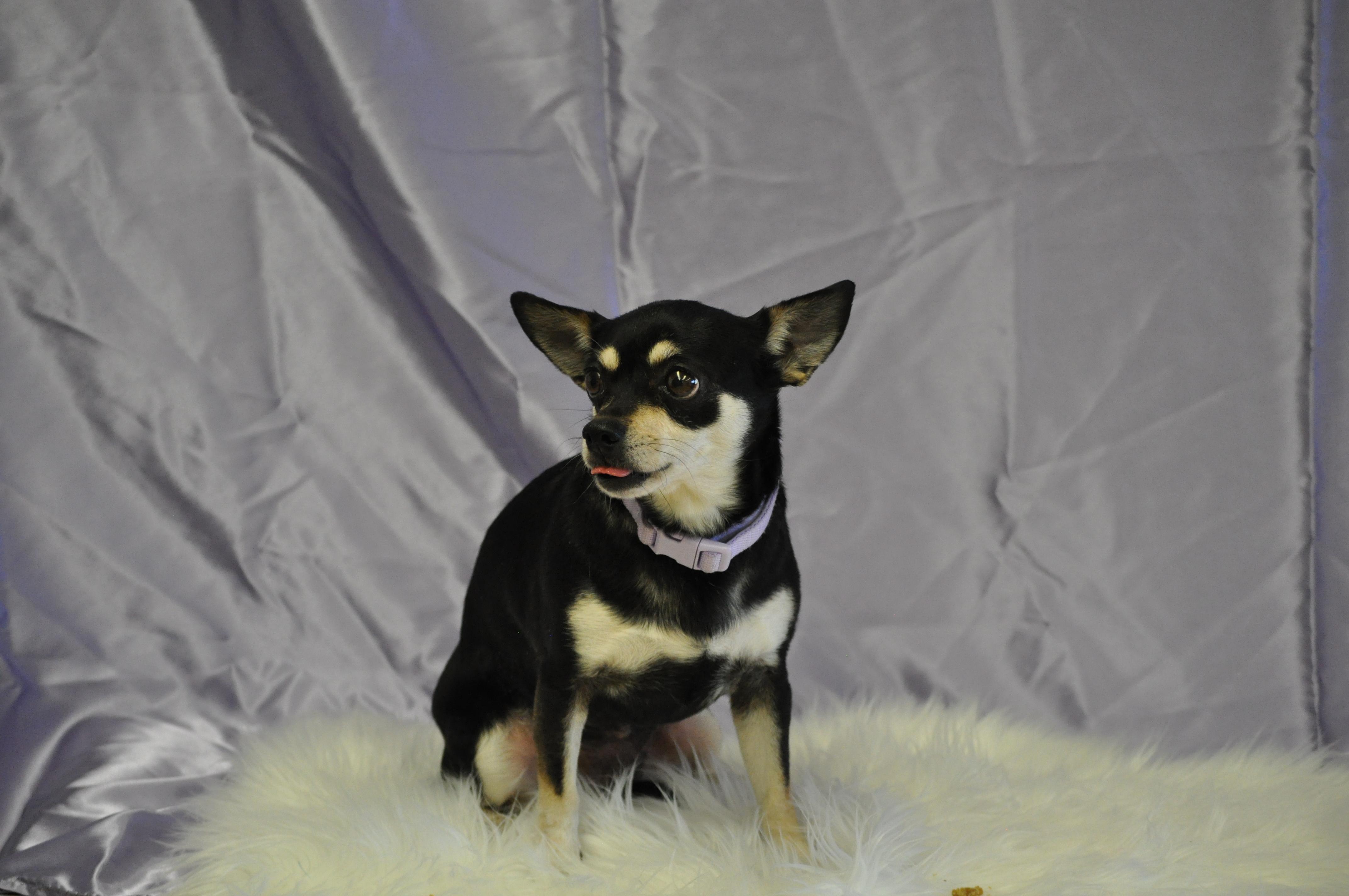 Trubs, a ADOPTABLE mixed breed in Union Gap, WA image 2/4