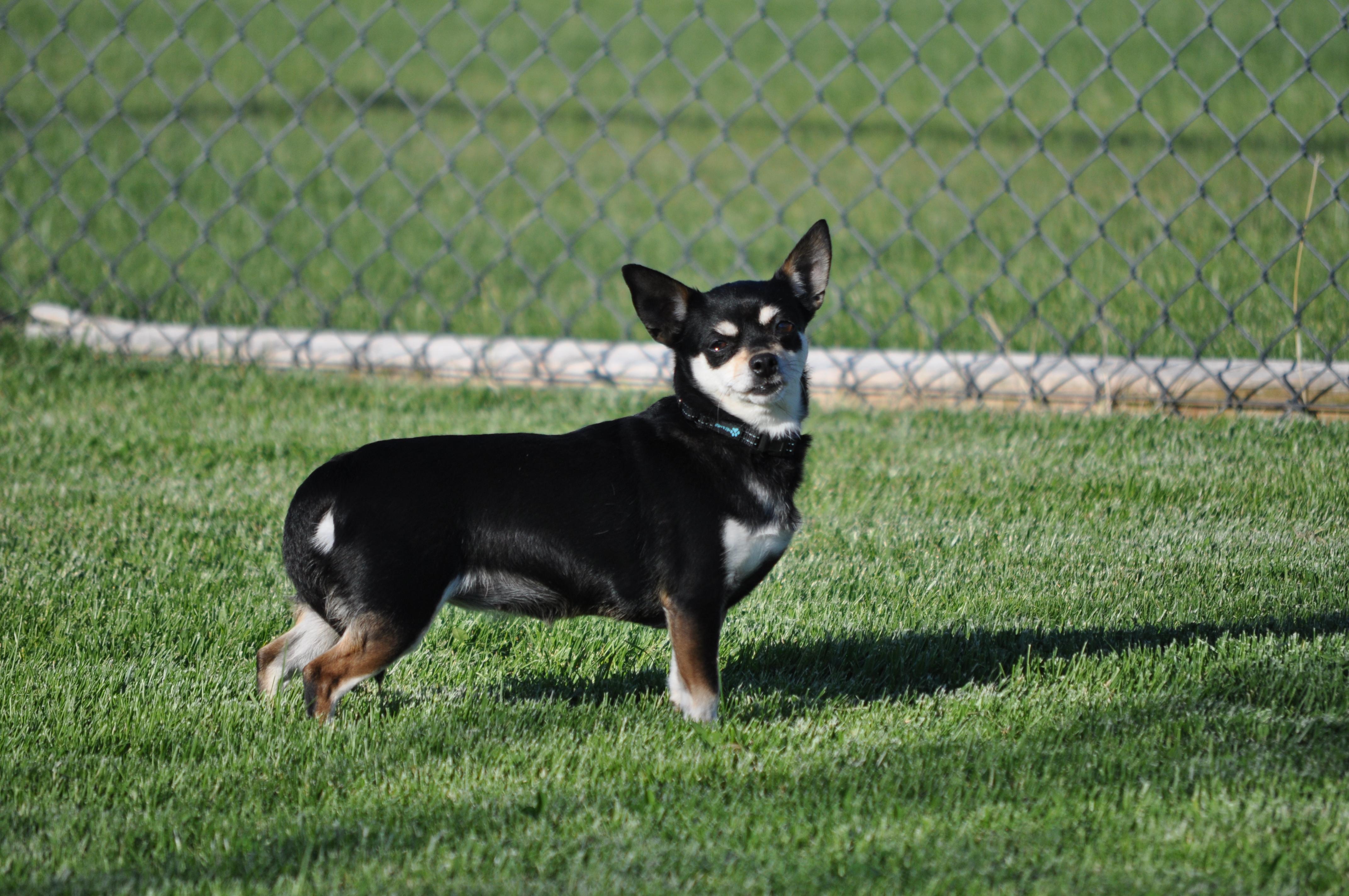 Trubs, ADOPTABLE, Adult Female Chihuahua.