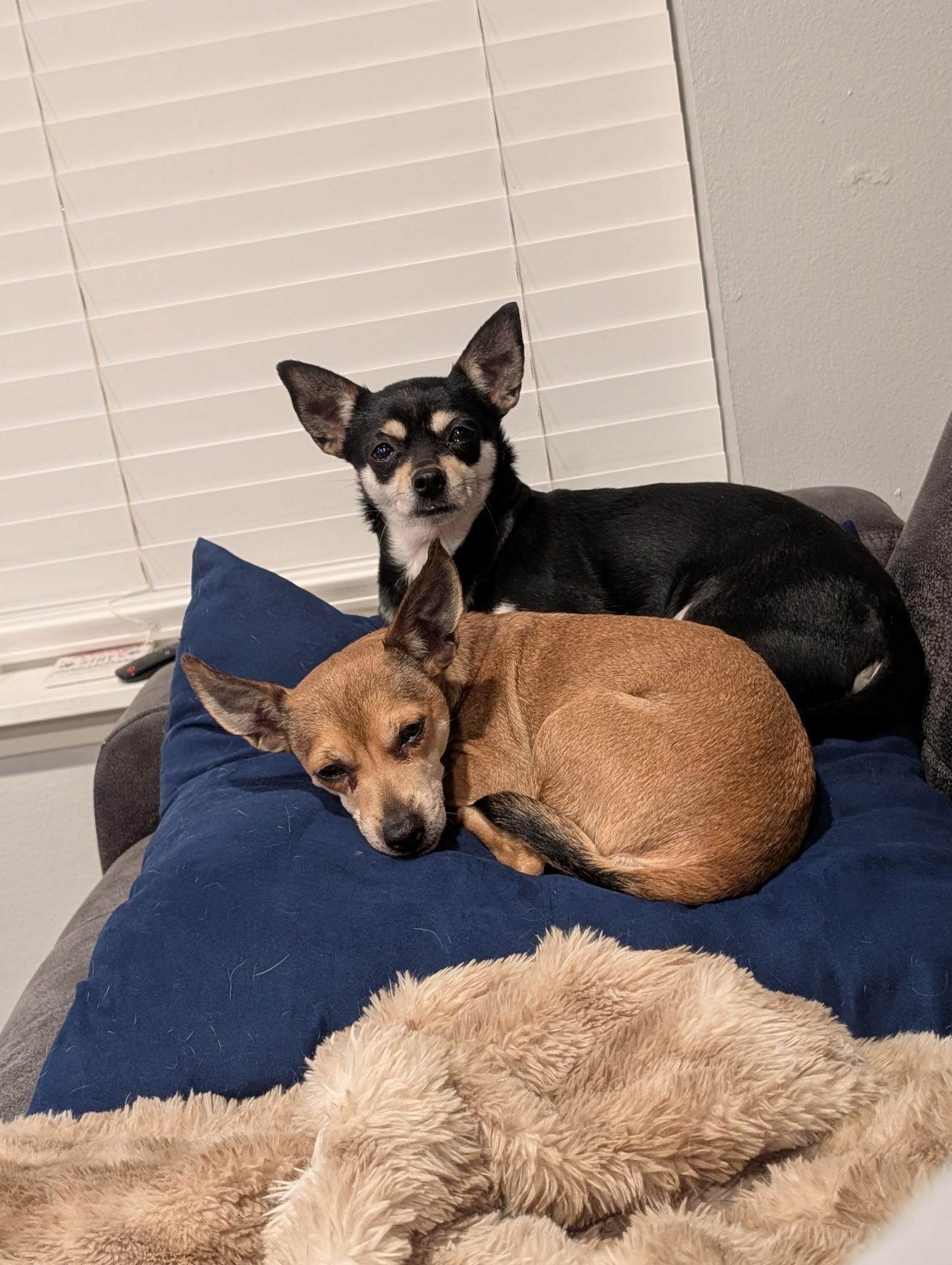 Trubs, a ADOPTABLE mixed breed in Union Gap, WA image 4/4