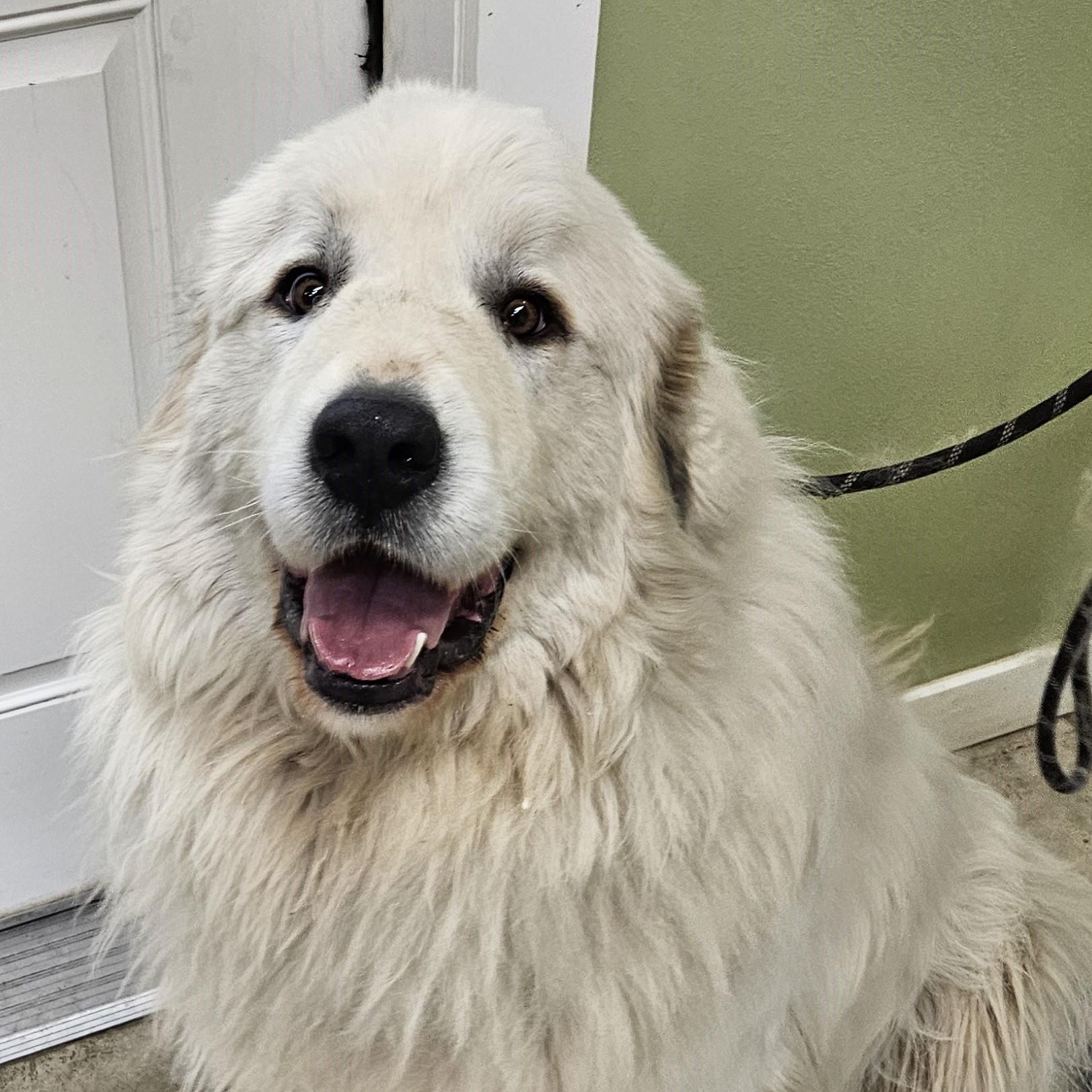 Makua, Young Male Great Pyrenees