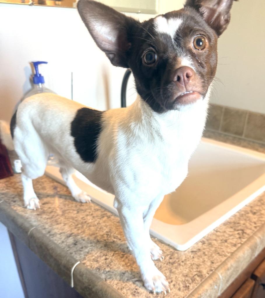 Enlarge Eddie, a Adoptable mixed breed in Effingham, IL image 1/1