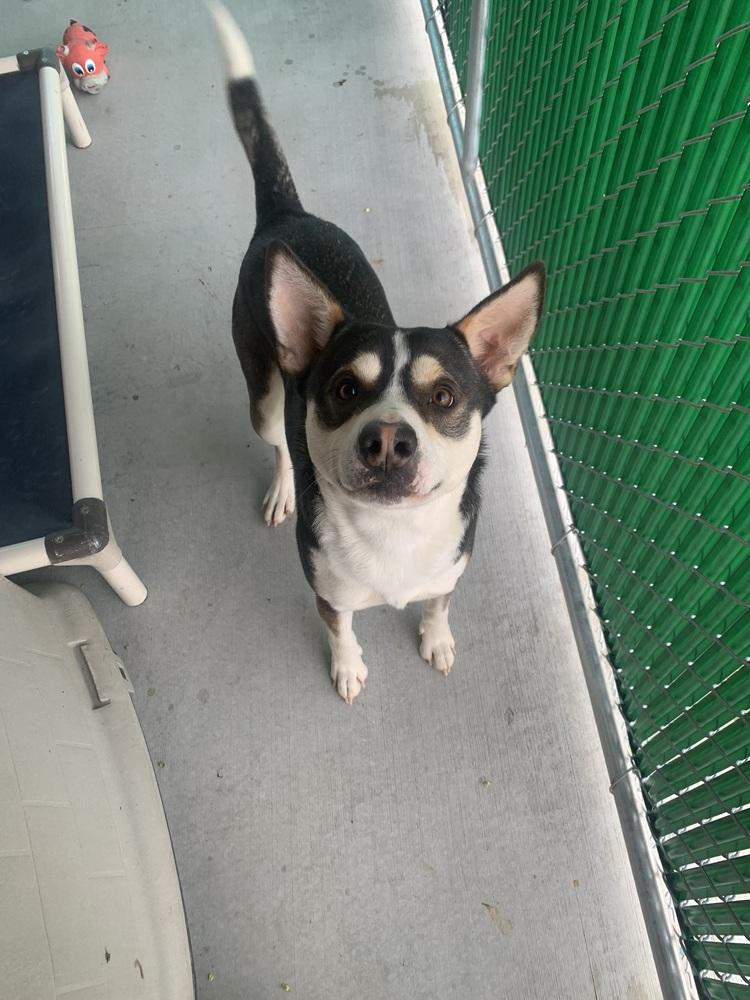 Stormy, a Adoptable mixed breed in Salmon, ID image 1/2