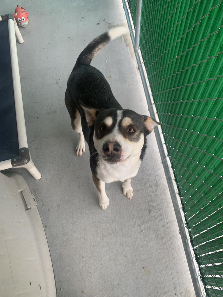 Stormy, a Adoptable mixed breed in Salmon, ID image 2/2