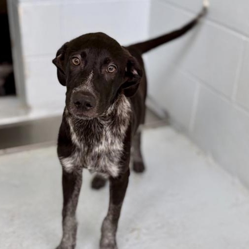 Moz, Adoptable, Puppy Male Pointer.