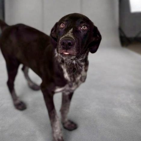 Enlarge Moz, a Adoptable mixed breed in Boston, MA image 2/2