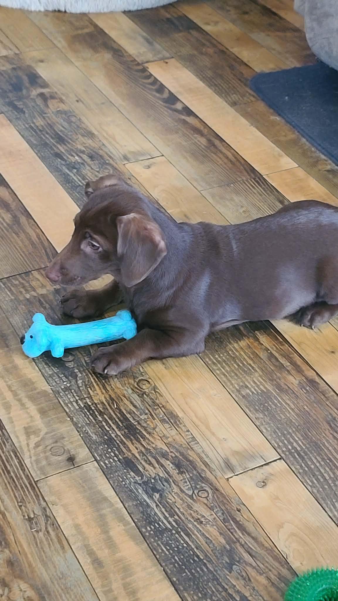 Josie, Adoptable, Puppy Female Dachshund.