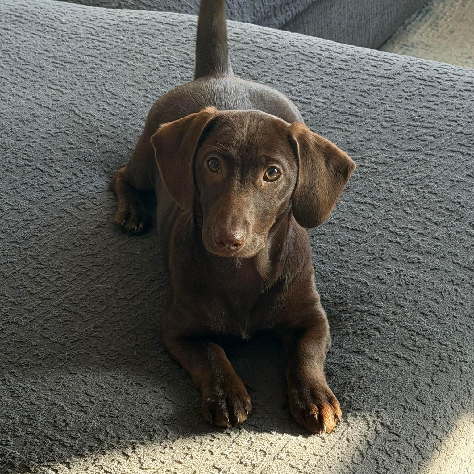 Josie, adoptable, Puppy Female Dachshund.