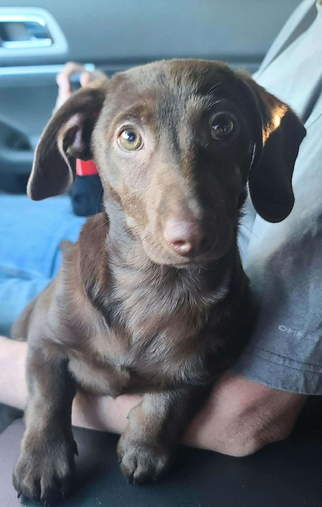 Josie, a Adoptable mixed breed in Chepachet, RI image 2/6