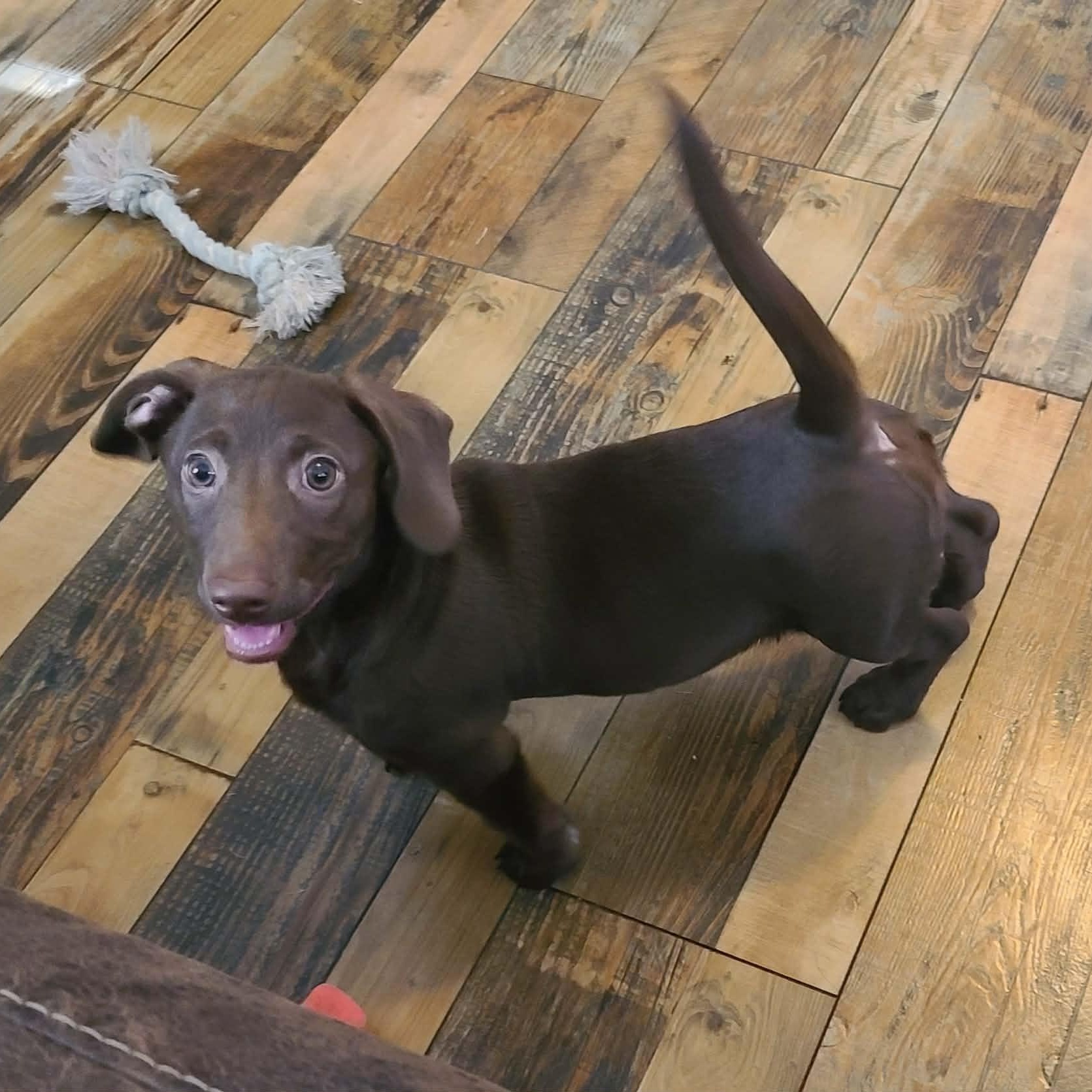 Josie, adoptable, Puppy Female Dachshund.