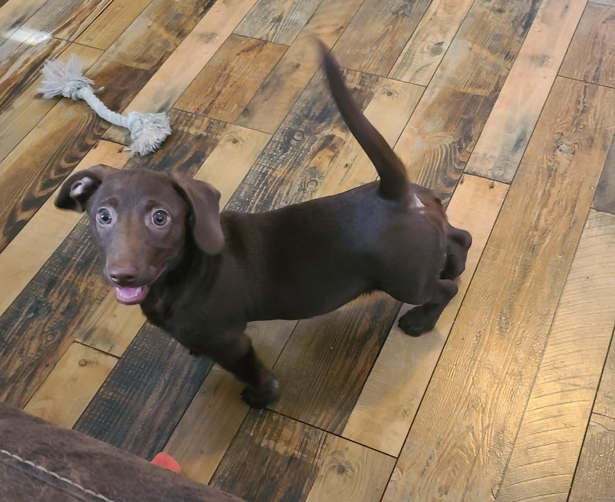 Josie, a Adoptable mixed breed in Chepachet, RI image 3/6