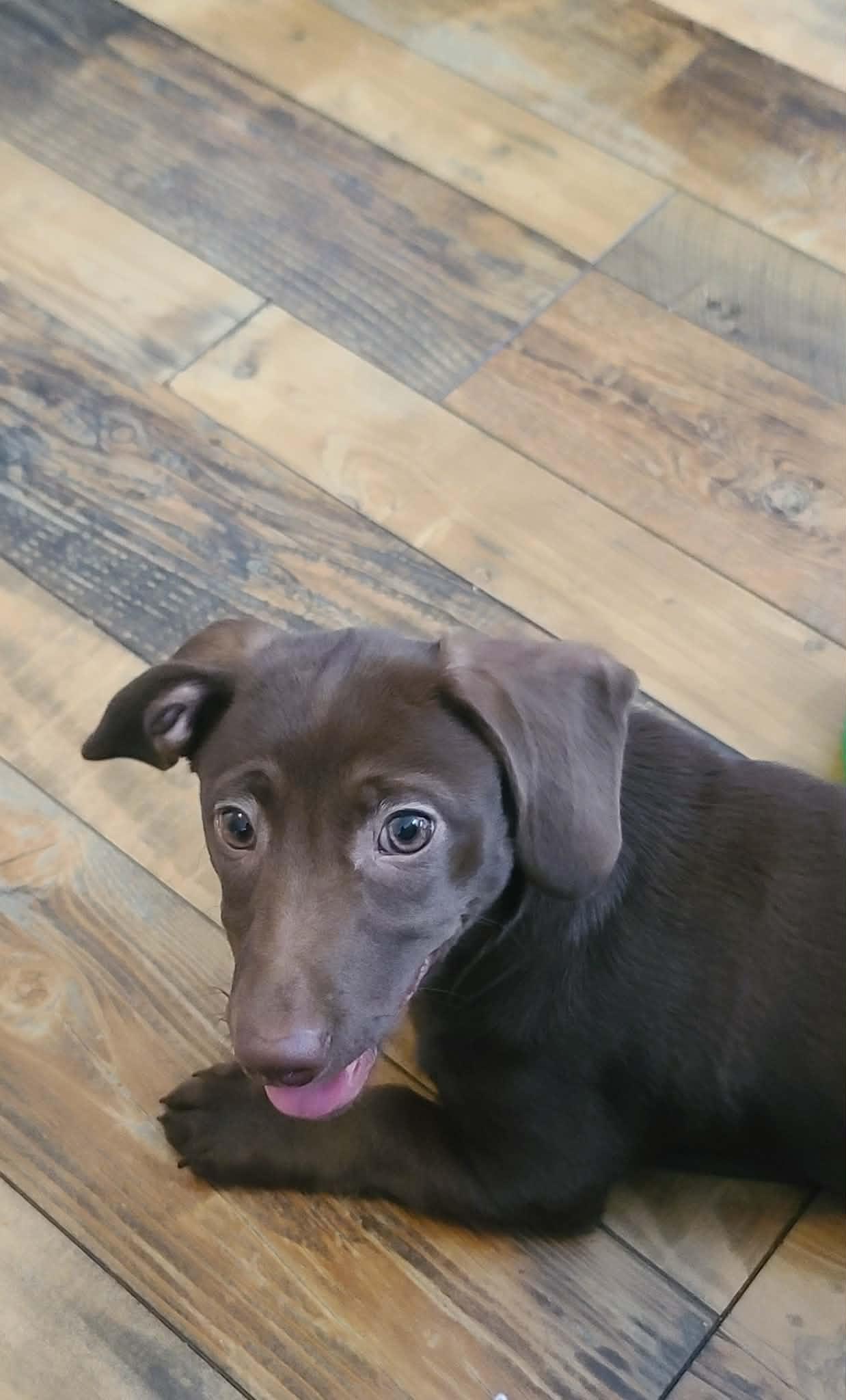 Josie, a Adoptable mixed breed in Chepachet, RI image 4/6