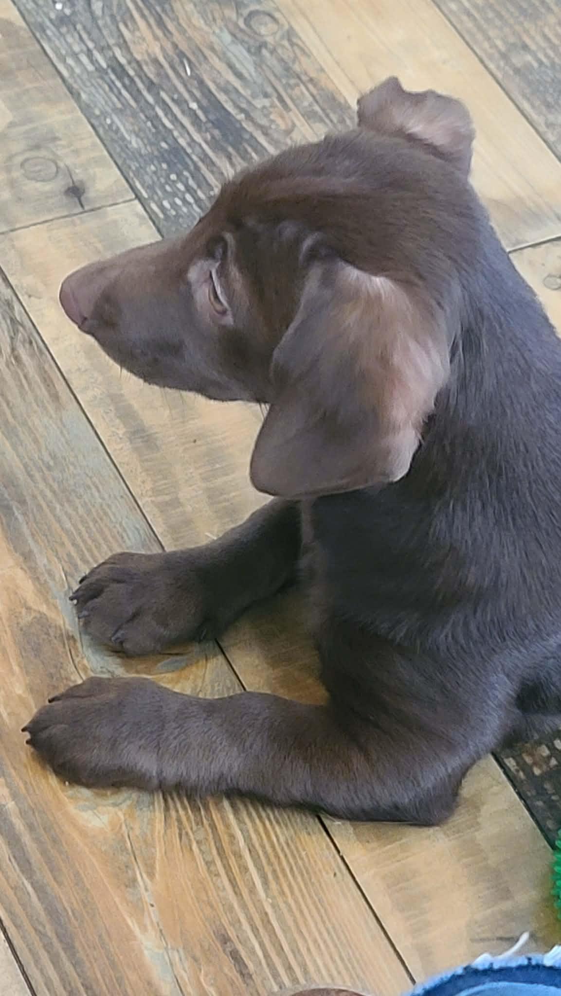 Josie, a Adoptable mixed breed in Chepachet, RI image 5/6