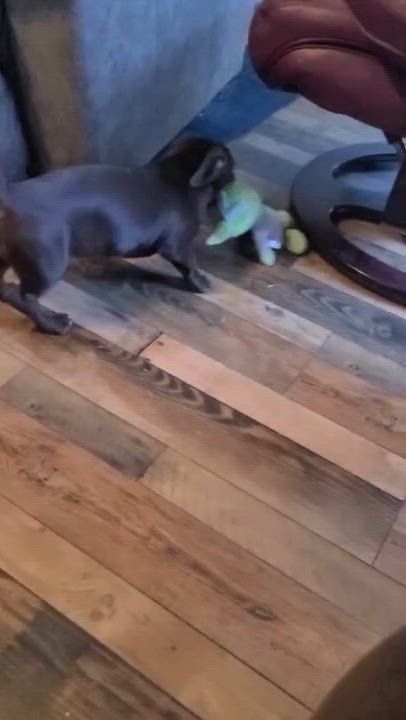 Enlarge Josie, a Adoptable mixed breed in Chepachet, RI video 6/6