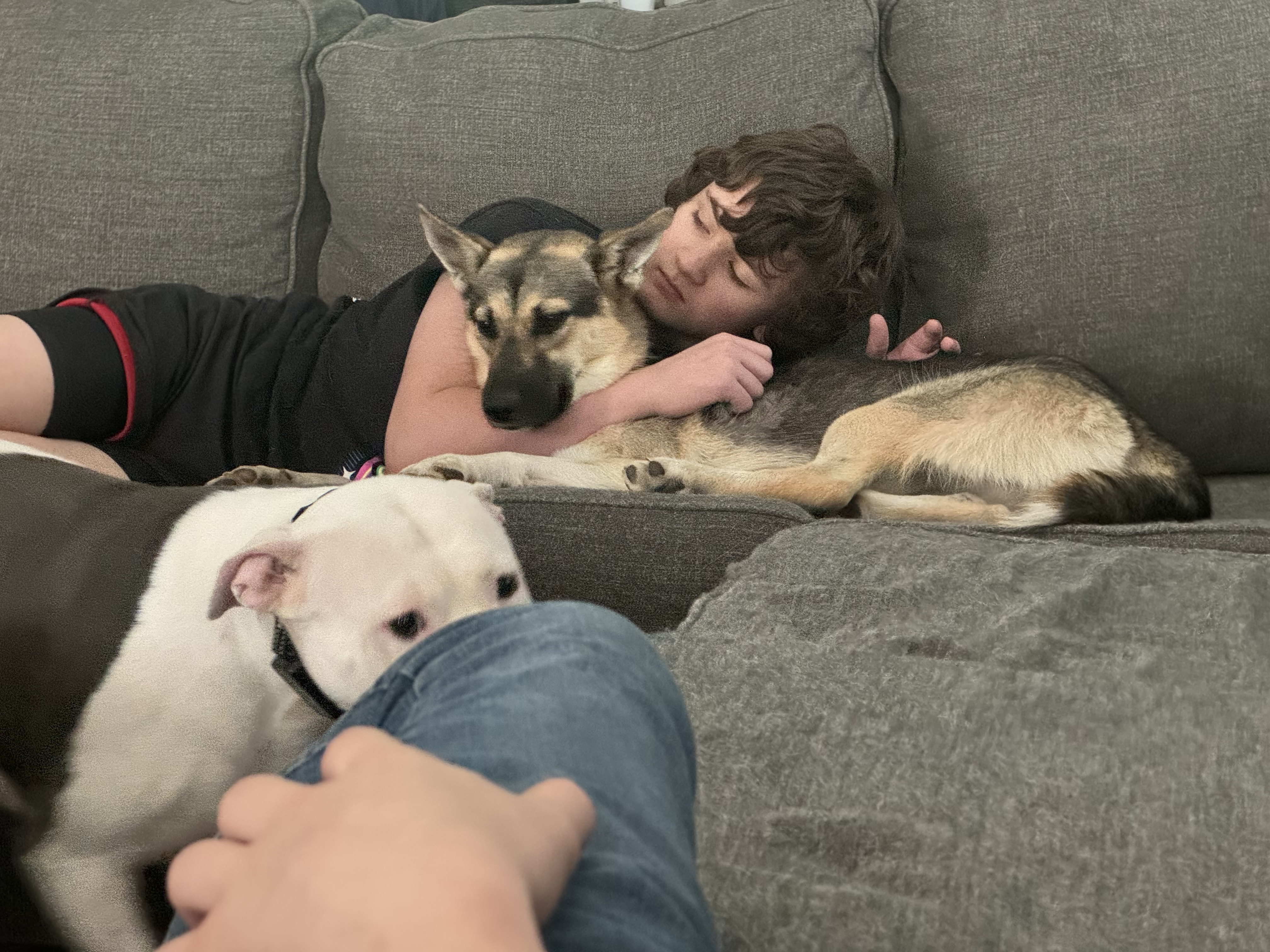 Enlarge Pepper GSD, a Adopted German Shepherd Dog in Lufkin, TX image 2/4