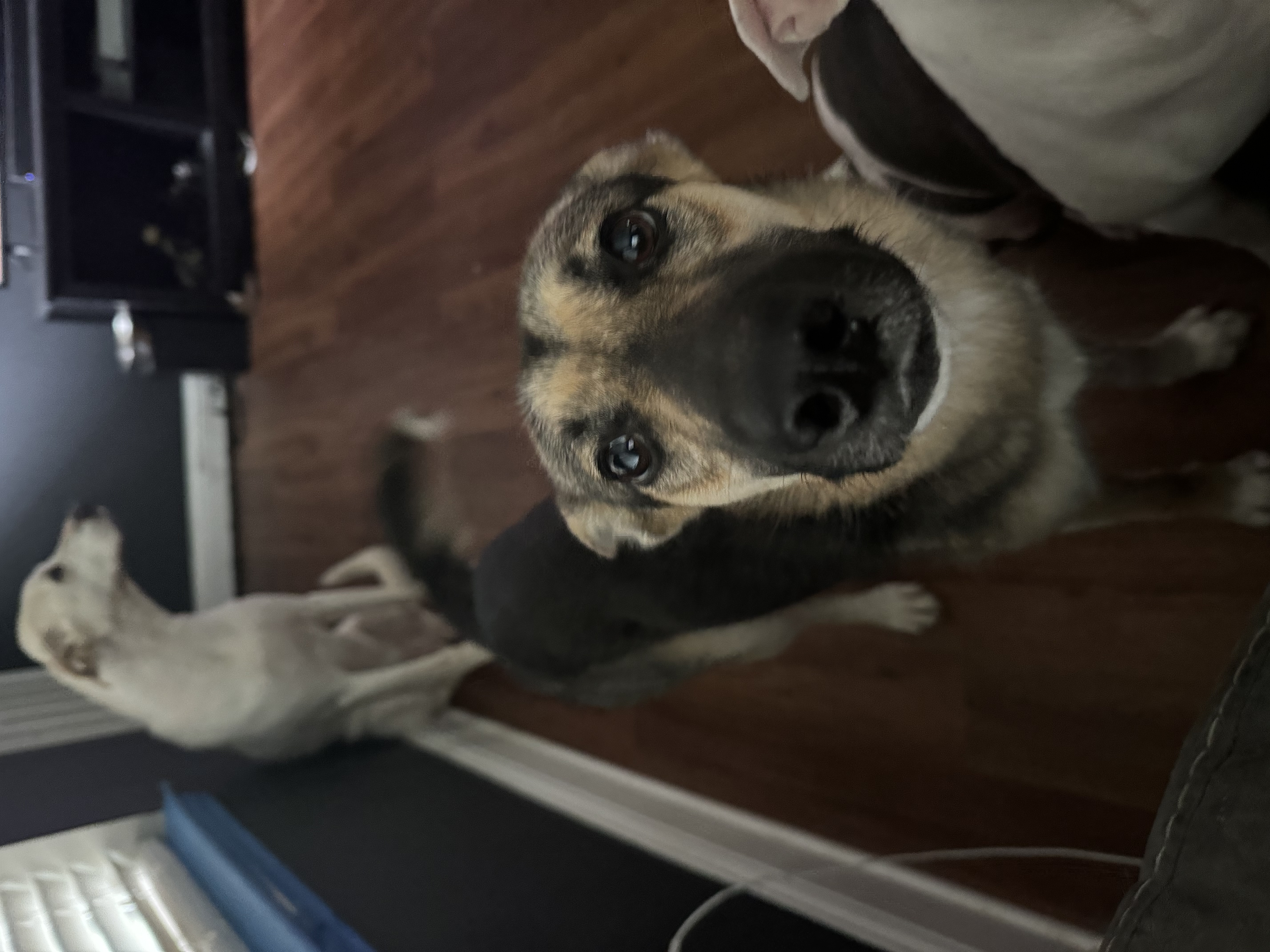 Enlarge Pepper GSD, a Adopted German Shepherd Dog in Lufkin, TX image 3/4