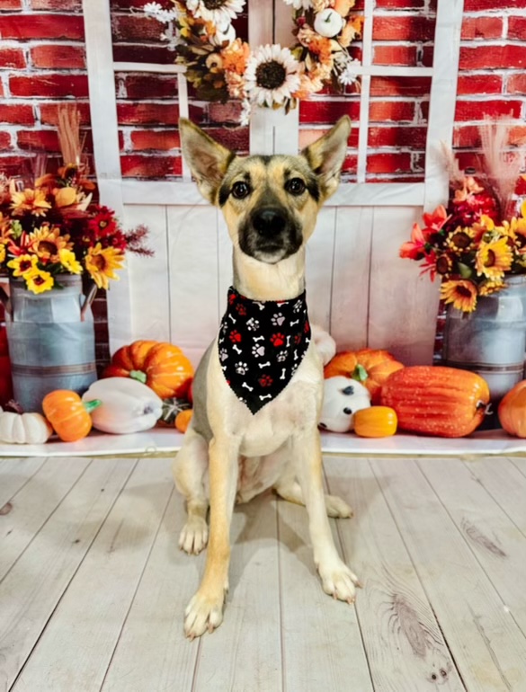 Pepper GSD, Adopted, Young Female German Shepherd Dog.