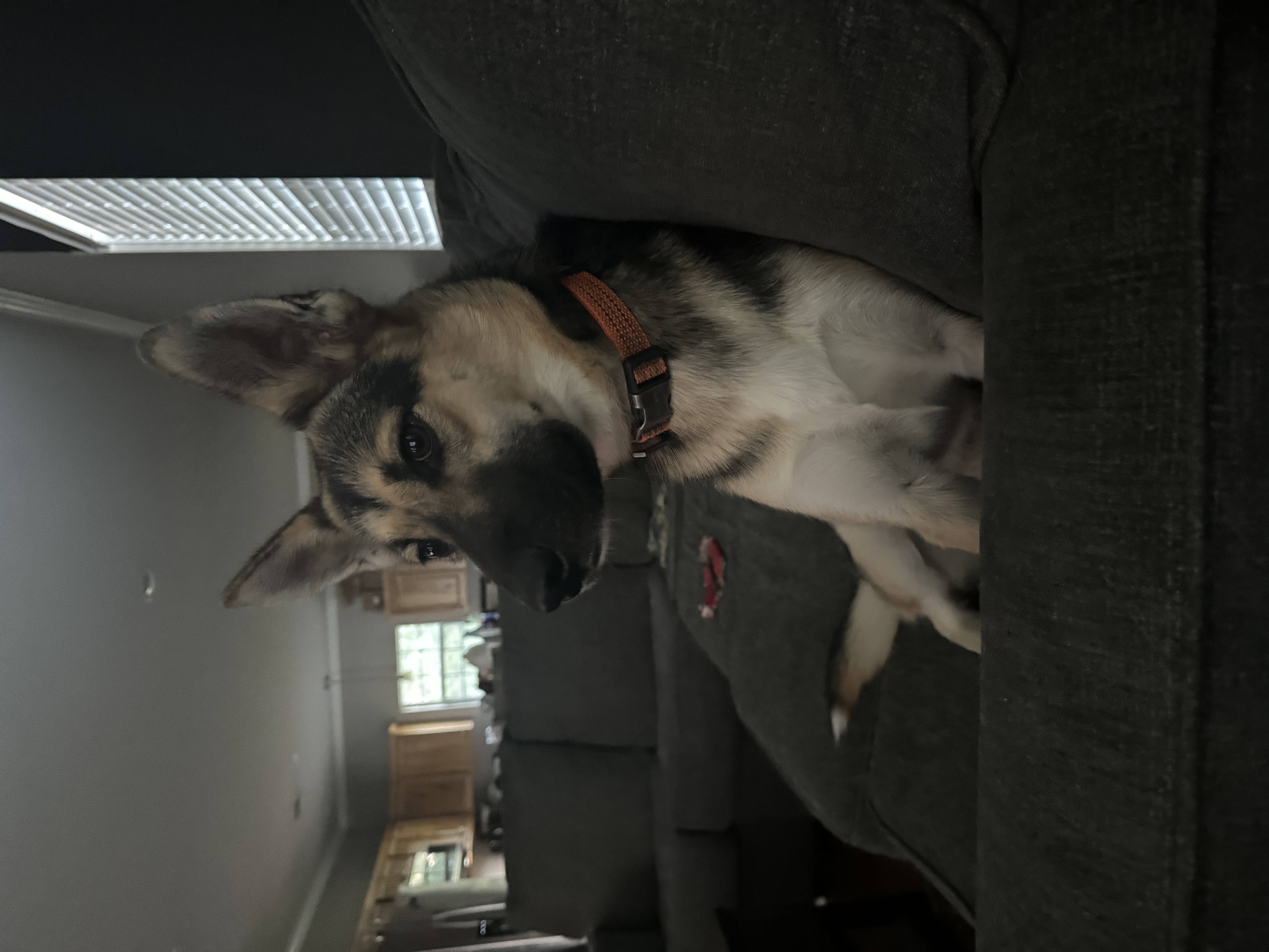 Enlarge Pepper GSD, a Adopted German Shepherd Dog in Lufkin, TX image 4/4