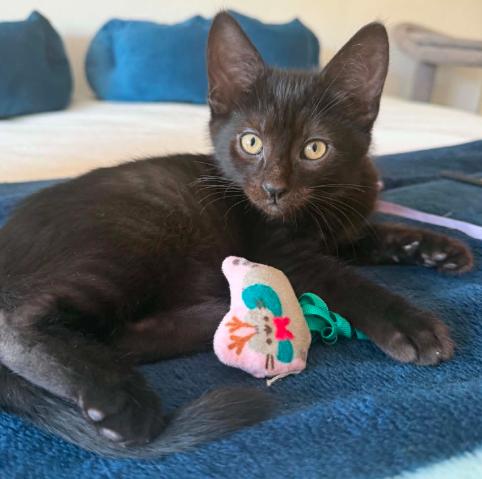Finn, Adoptable, Kitten Male Domestic Short Hair.