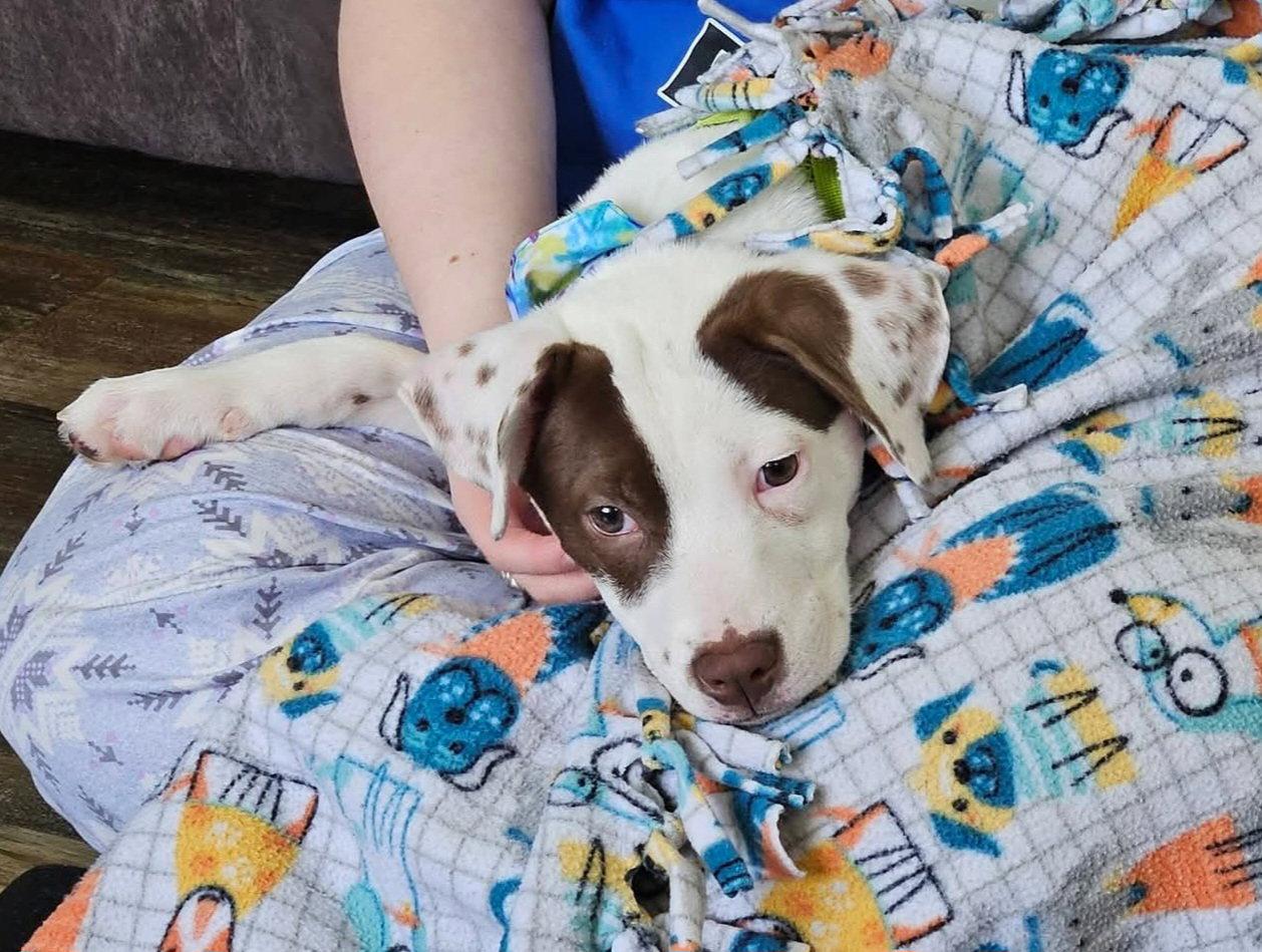 Louise, a Adoptable Pit Bull Terrier in Oxford, MI image 1/3