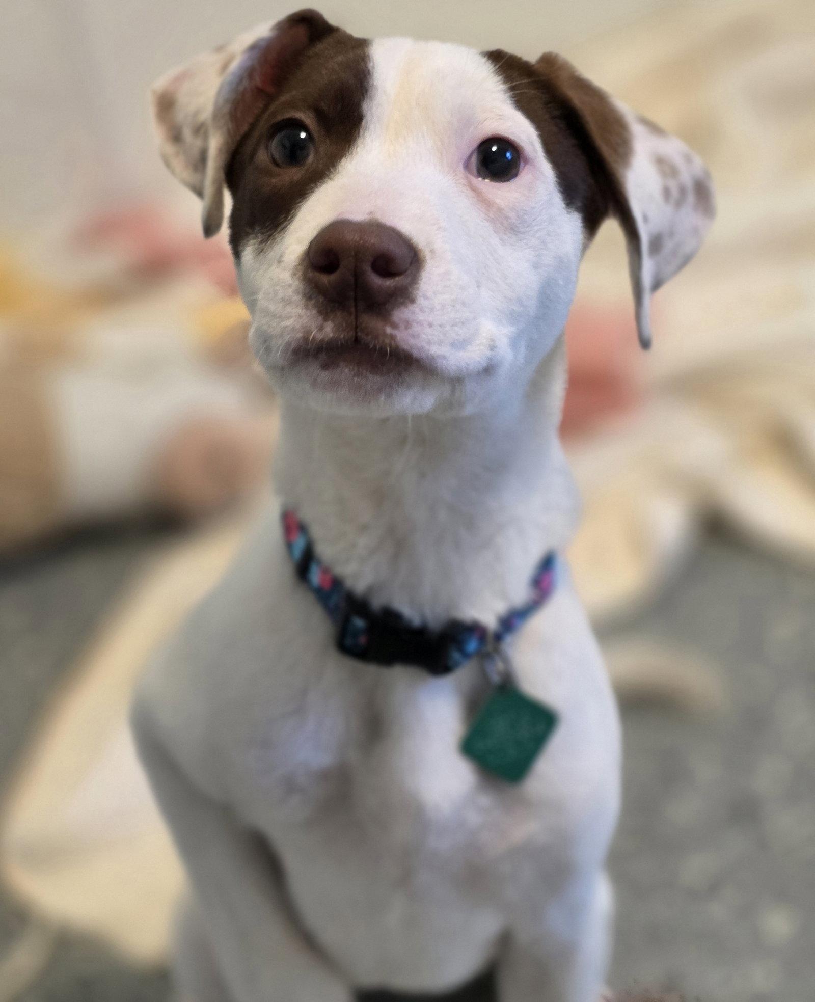 Louise, a Adoptable Pit Bull Terrier in Oxford, MI image 2/3