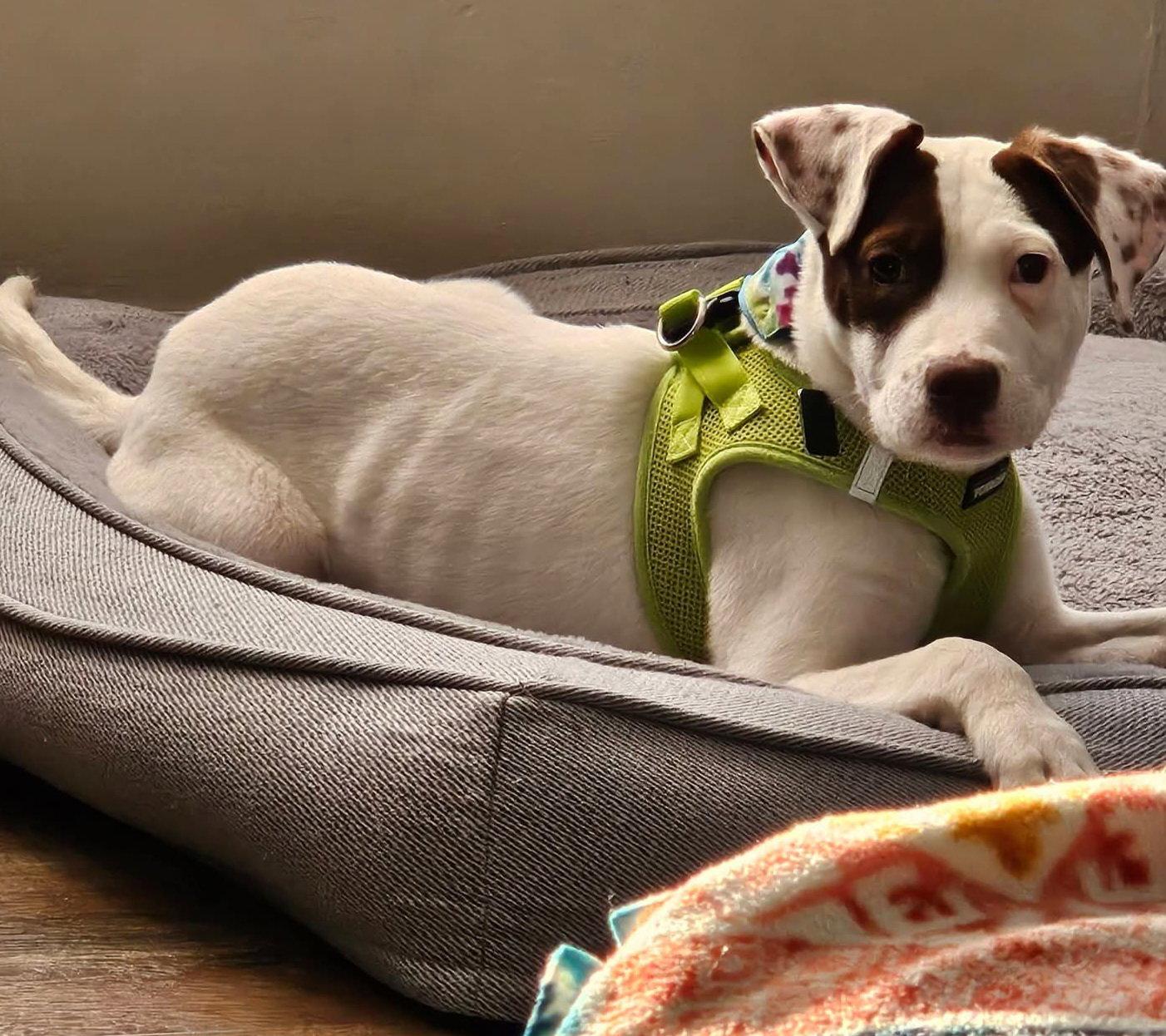 Louise, a Adoptable Pit Bull Terrier in Oxford, MI image 3/3