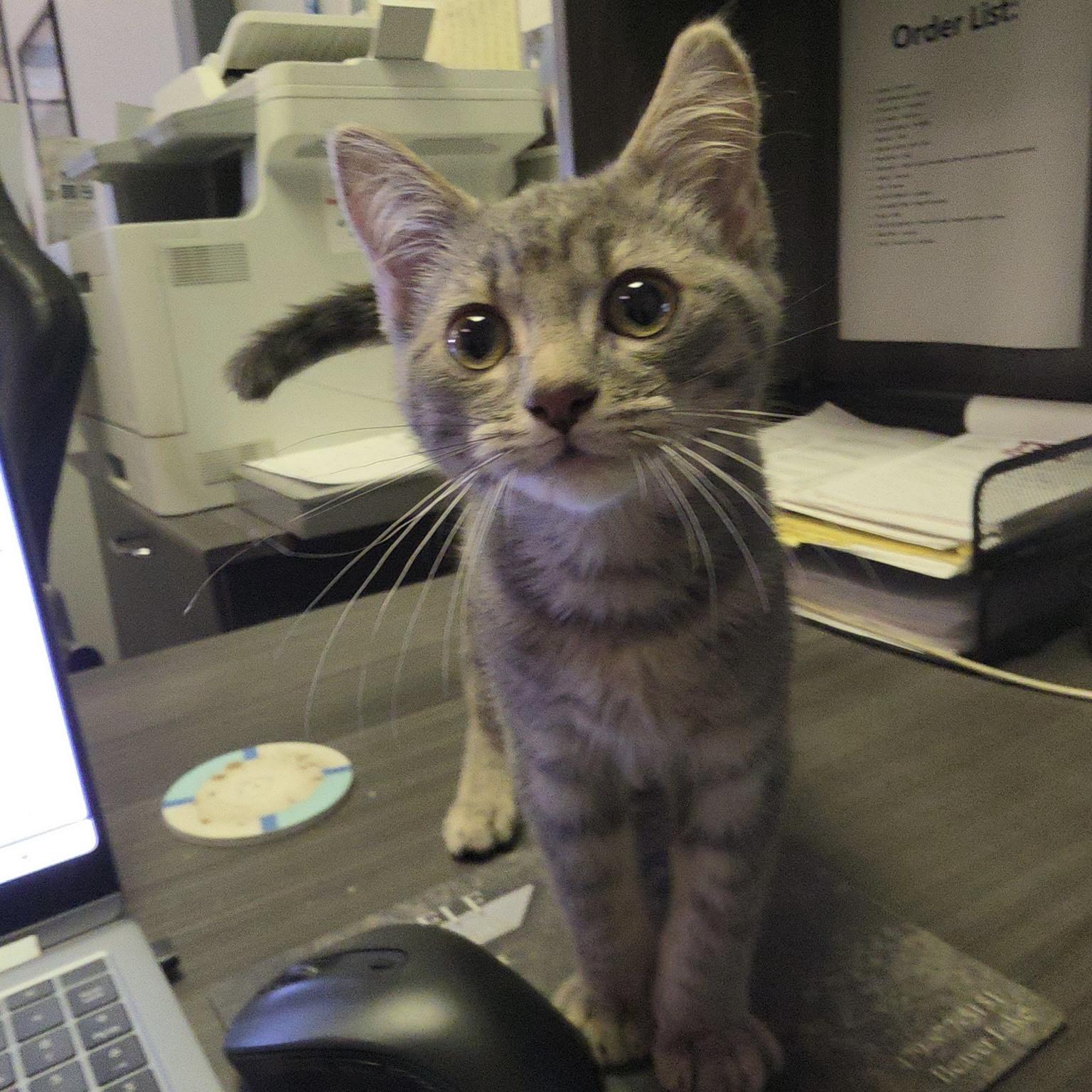Jelly Bean, adopted, Kitten Male Domestic Short Hair.