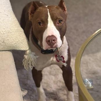 Enlarge Erin, a Adoptable Terrier in Wake Forest, NC image 2/6