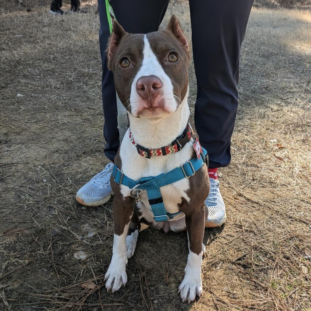 Enlarge Erin, a Adoptable Terrier in Wake Forest, NC image 2/6