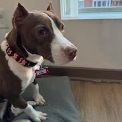 Enlarge Erin, a Adoptable Terrier in Wake Forest, NC image 4/6