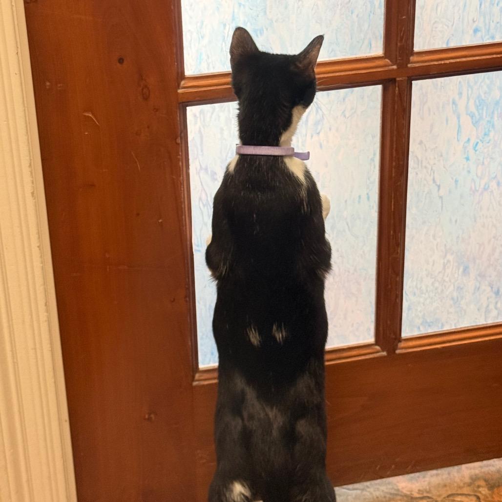 Chucky, a Adoptable Domestic Short Hair in SANTA ROSA BEACH, FL image 1/4