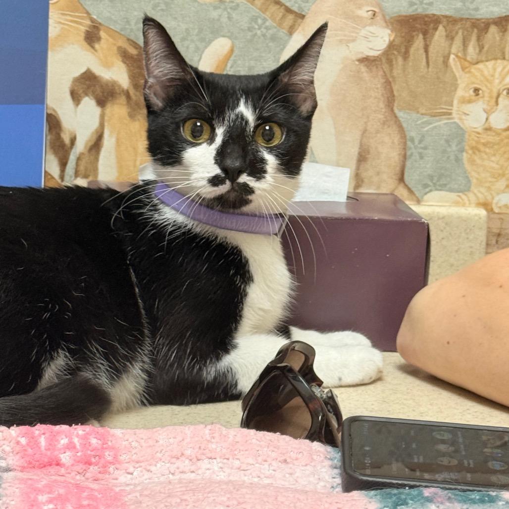 Chucky, a Adoptable Domestic Short Hair in SANTA ROSA BEACH, FL image 2/4