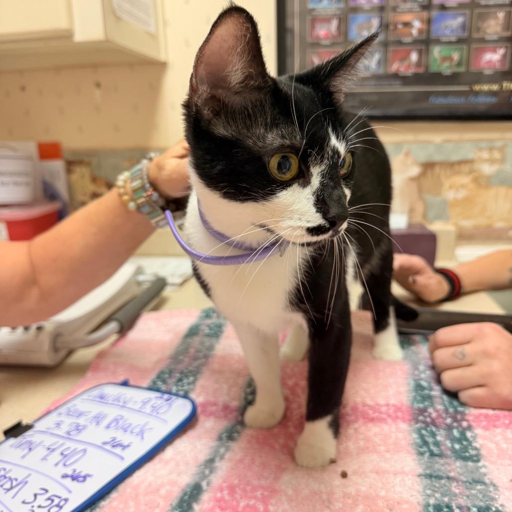 Chucky, a Adoptable Domestic Short Hair in SANTA ROSA BEACH, FL image 3/4