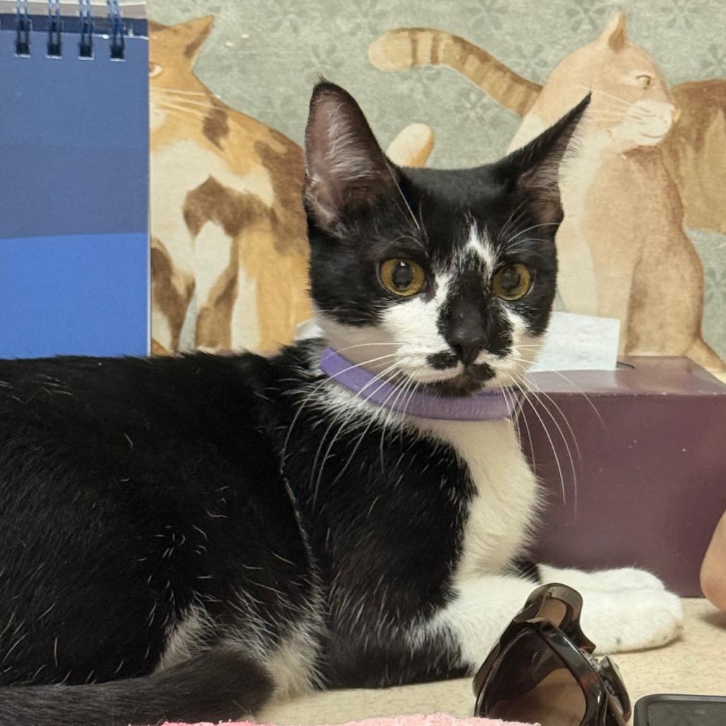 Chucky, a Adoptable Domestic Short Hair in SANTA ROSA BEACH, FL image 4/4