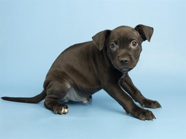 Enlarge CAJUN, a Adoptable Pit Bull Terrier in Phoenix, AZ image 1/1