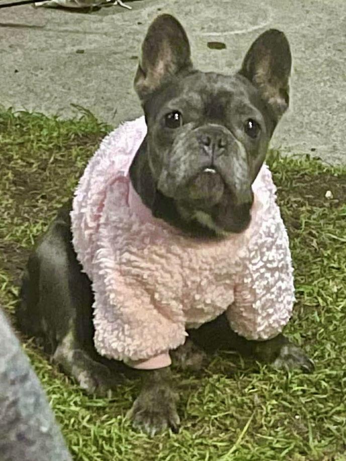 Enlarge Skye, a Adoptable French Bulldog in Monticello, NY image 1/2