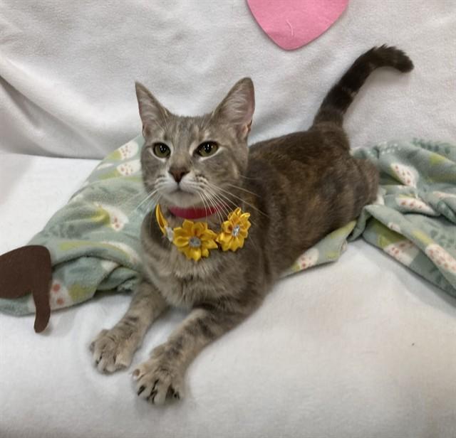 Enlarge CANDY, a Adoptable Domestic Short Hair in Upper Marlboro, MD image 1/1