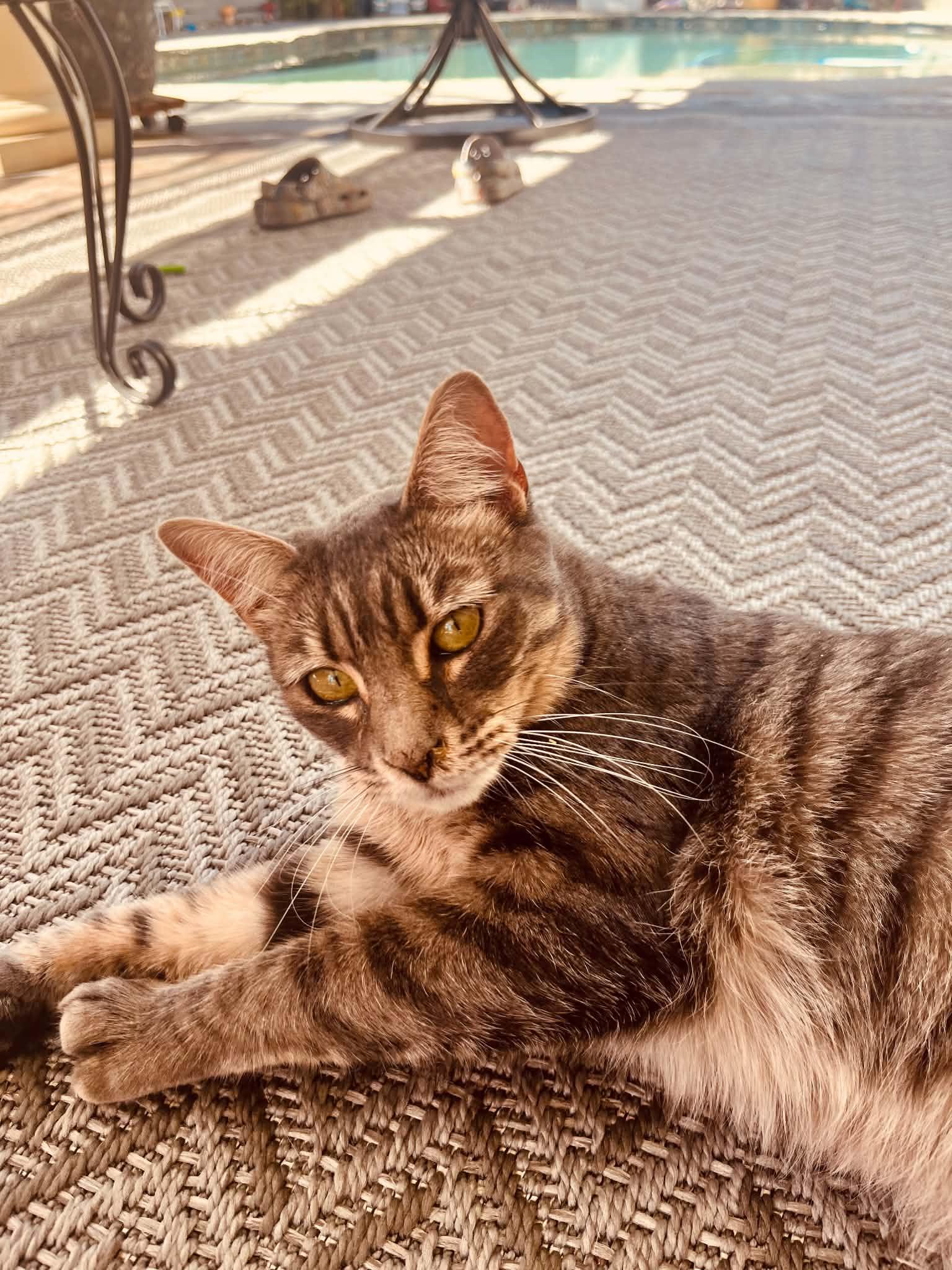 Mariposa, a Adoptable mixed breed in Tracy, CA image 1/6