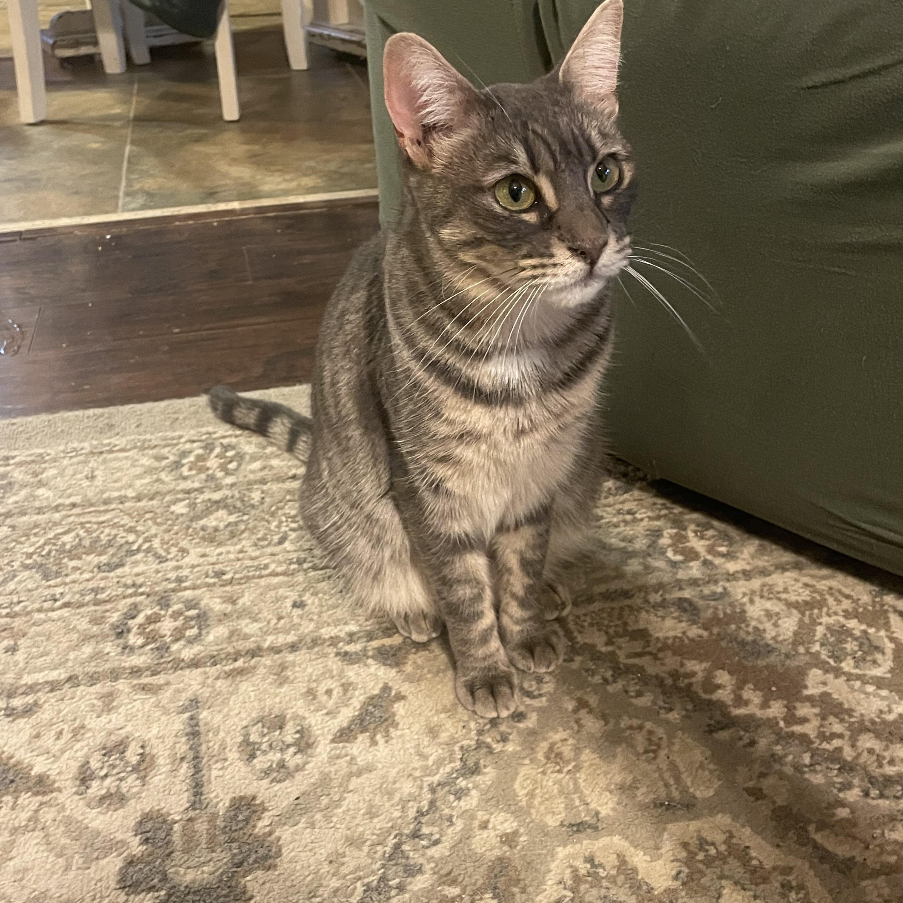 Enlarge Mariposa, a Adoptable mixed breed in Tracy, CA image 2/6