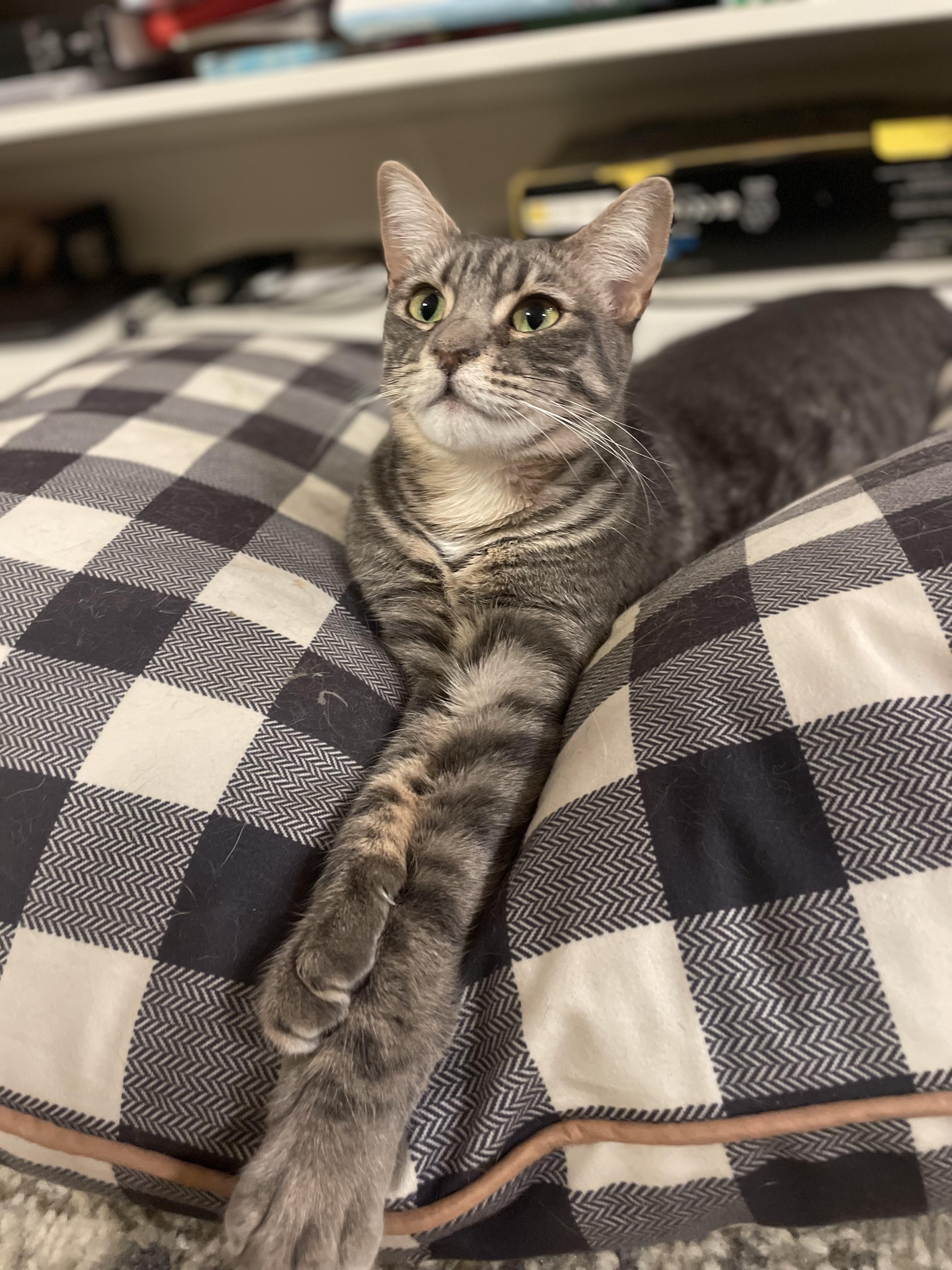 Mariposa, Adoptable, Adult Female Domestic Short Hair.