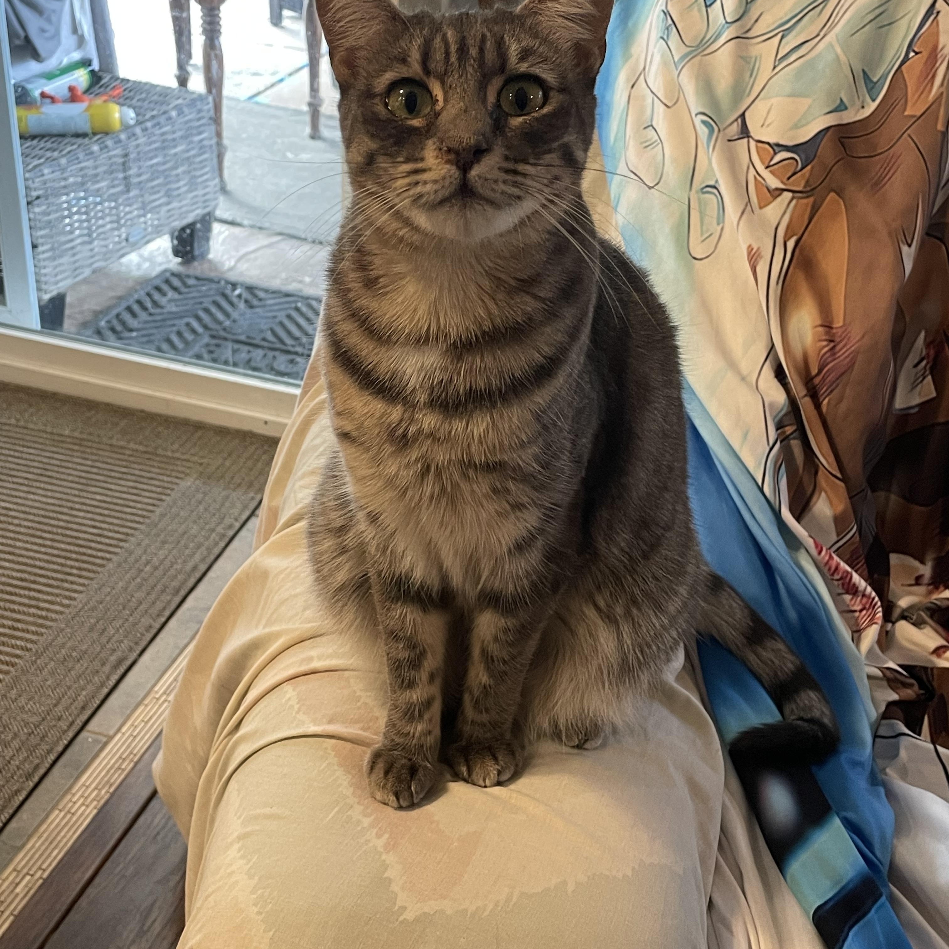 Enlarge Mariposa, a Adoptable mixed breed in Tracy, CA image 5/6
