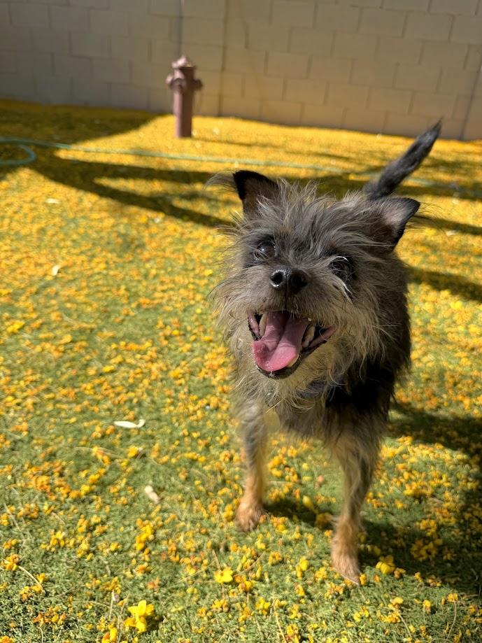 Enlarge Gangster, a ADOPTABLE mixed breed in Scottsdale, AZ image 3/4