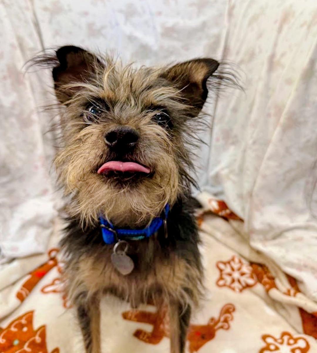 Gangster, ADOPTABLE, Adult Male Yorkshire Terrier & Jack Russell Terrier.