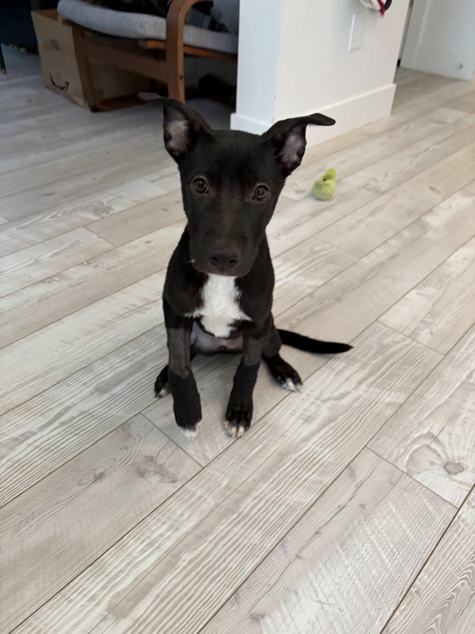Ravenclaw, Adoptable, Puppy Female Labrador Retriever.
