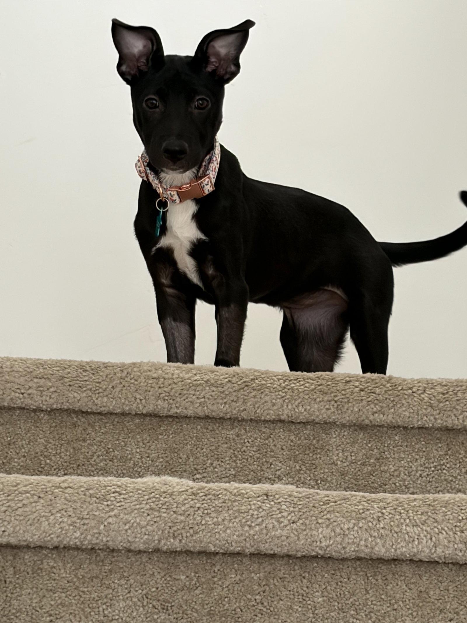 Enlarge Ravenclaw, a Adoptable Labrador Retriever in Midway, UT image 2/2