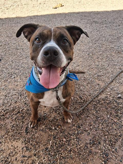 MOCHA, Adoptable, Adult Female Pit Bull Terrier.
