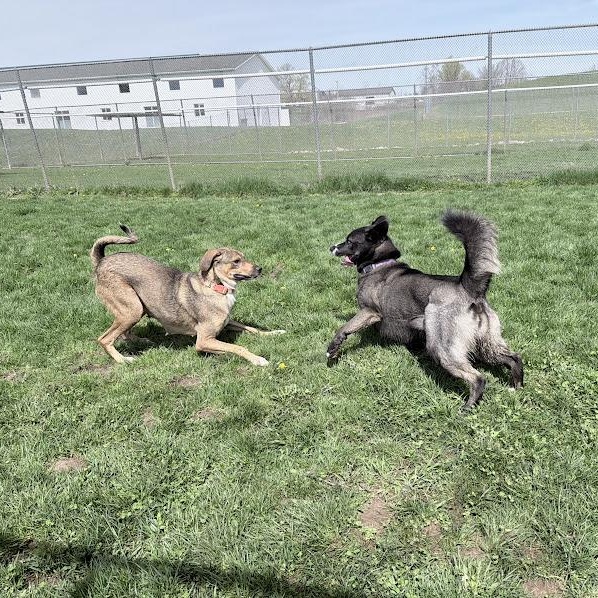 Enlarge Bahama Momma, an adoptable mixed breed in Lake Odessa, MI image 5/6