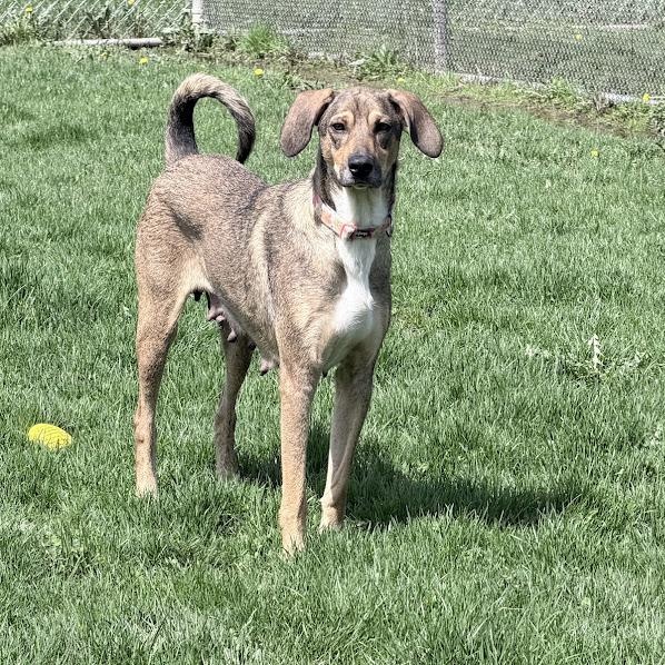 Enlarge Bahama Momma, an adoptable mixed breed in Lake Odessa, MI image 1/6