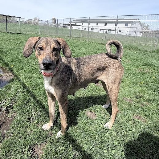 Enlarge Bahama Momma, an adoptable mixed breed in Lake Odessa, MI image 4/6