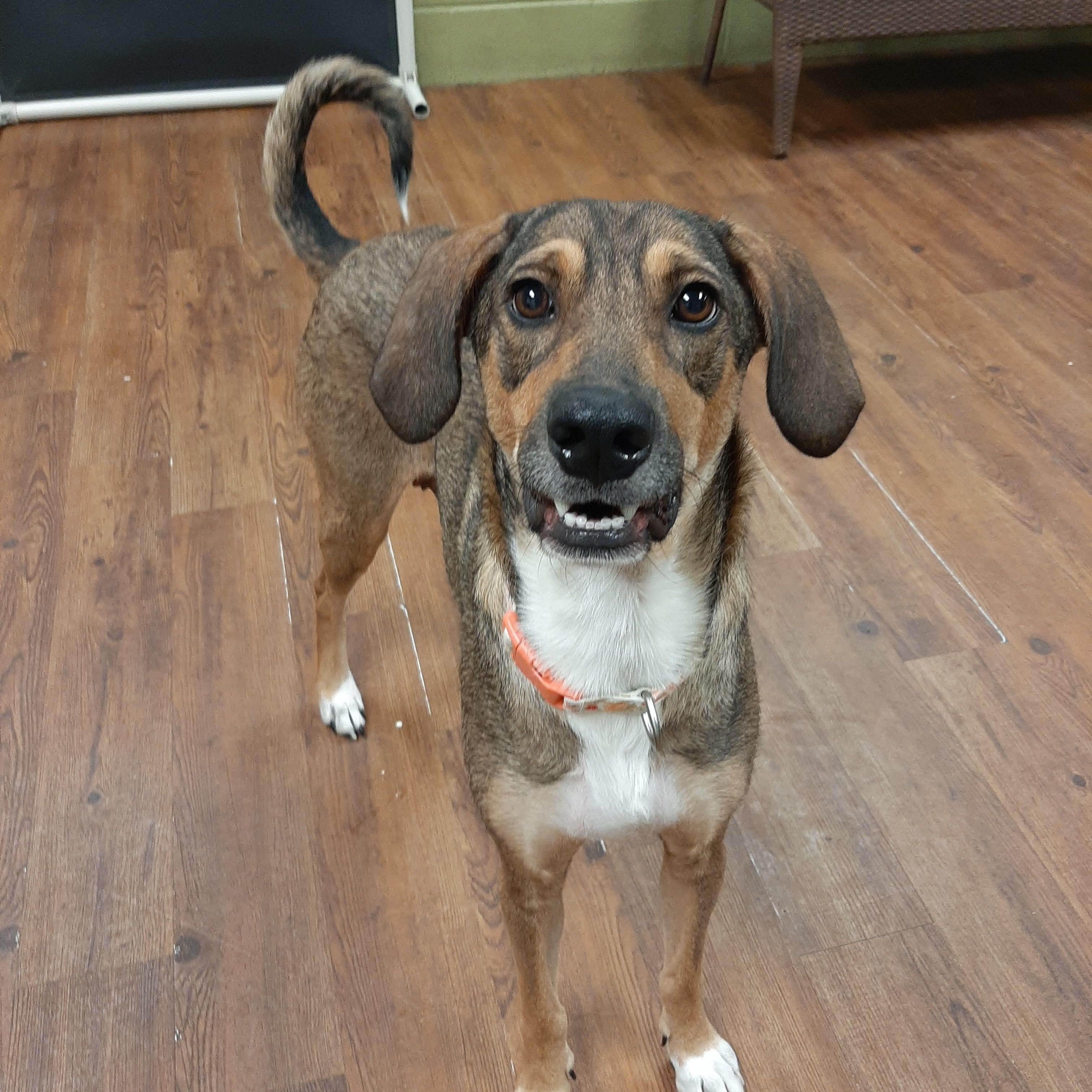Enlarge Bahama Momma, an adoptable mixed breed in Lake Odessa, MI image 2/6