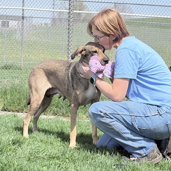 Enlarge Bahama Momma, an adoptable mixed breed in Lake Odessa, MI image 6/6